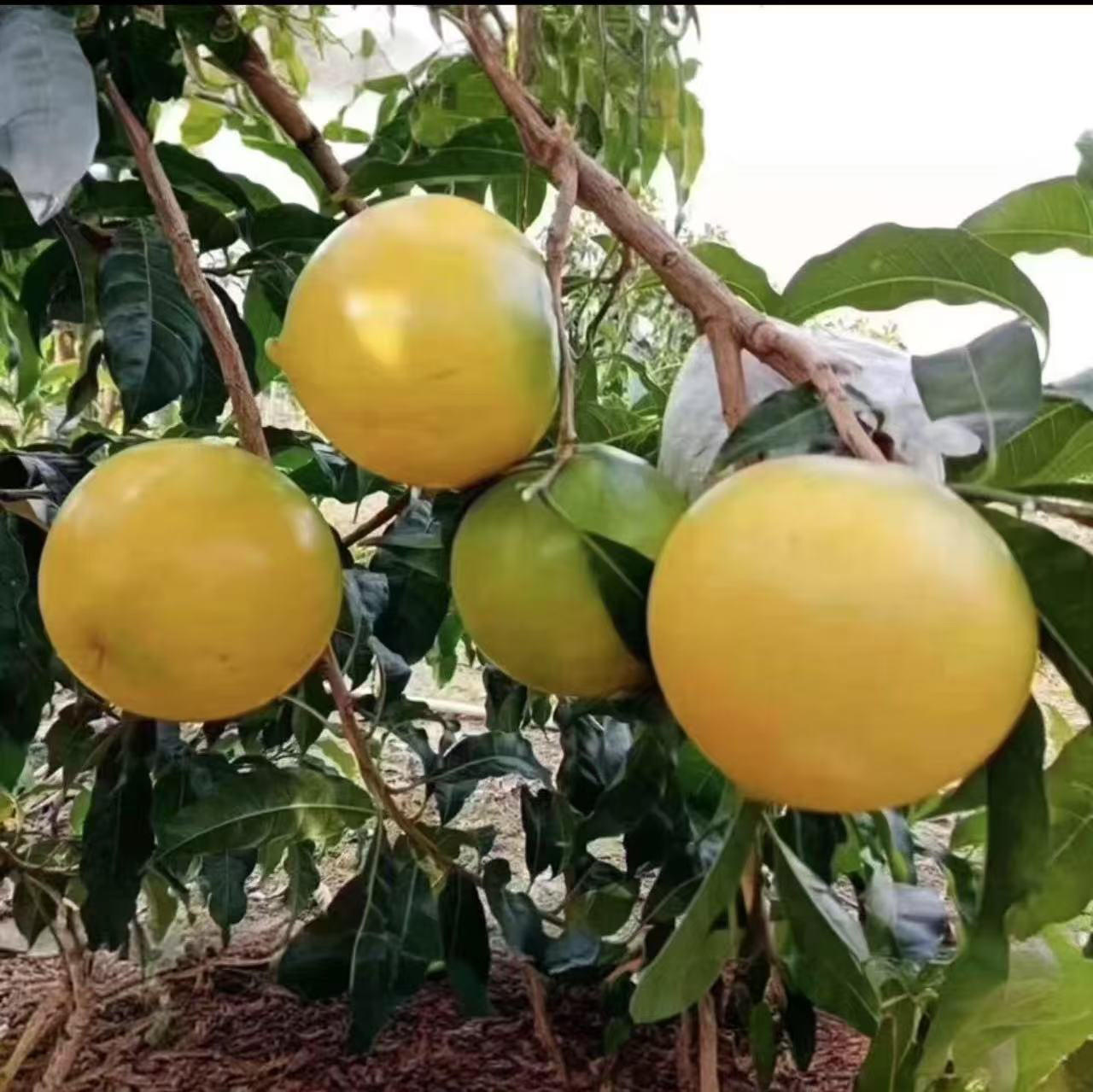 [黄晶果带果发货]8号，黄宝石，冰糖，浩克优质果苗带土发货盆栽