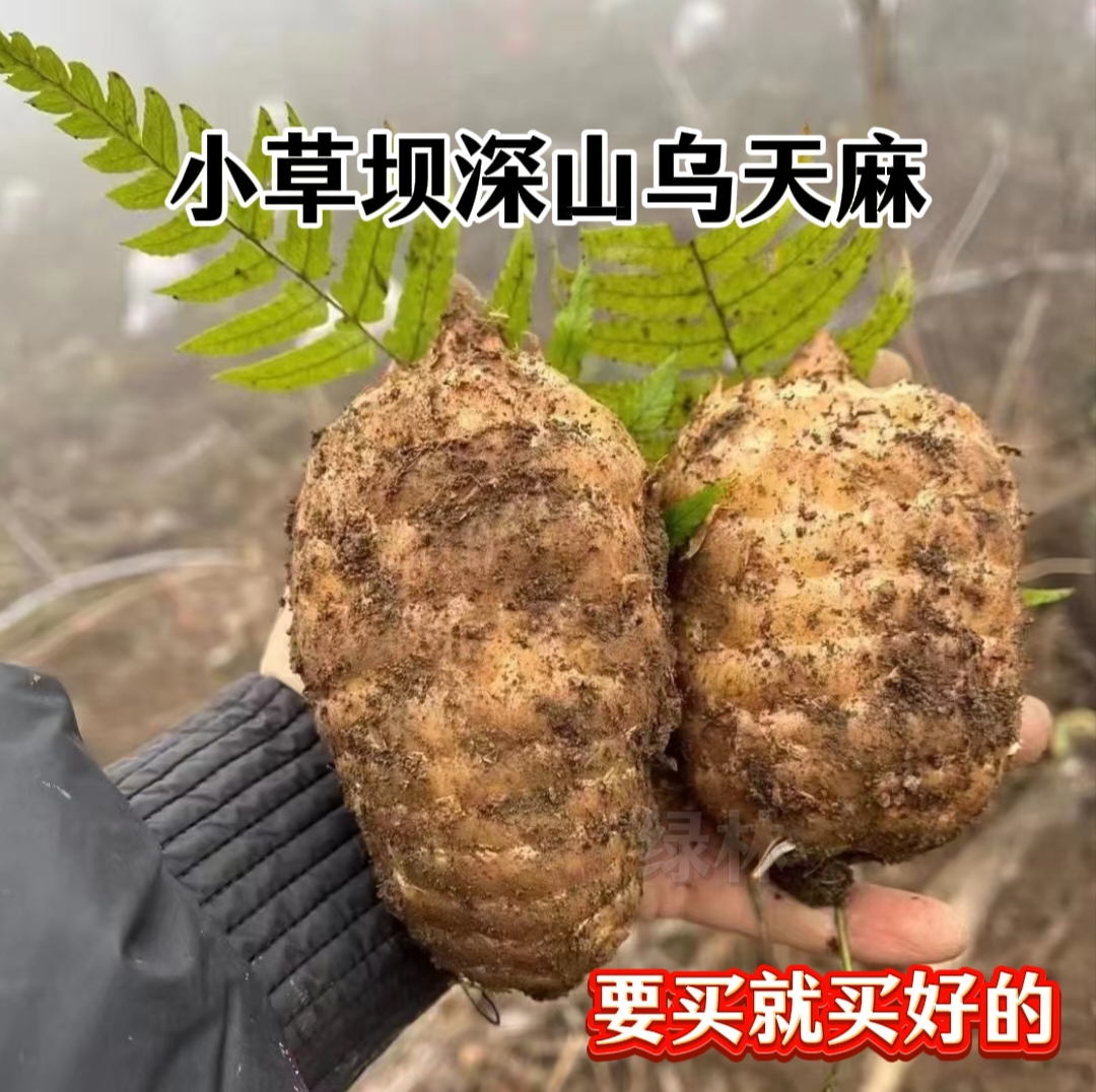 云南昭通小草坝新鲜现挖乌天麻煲汤泡酒佳品