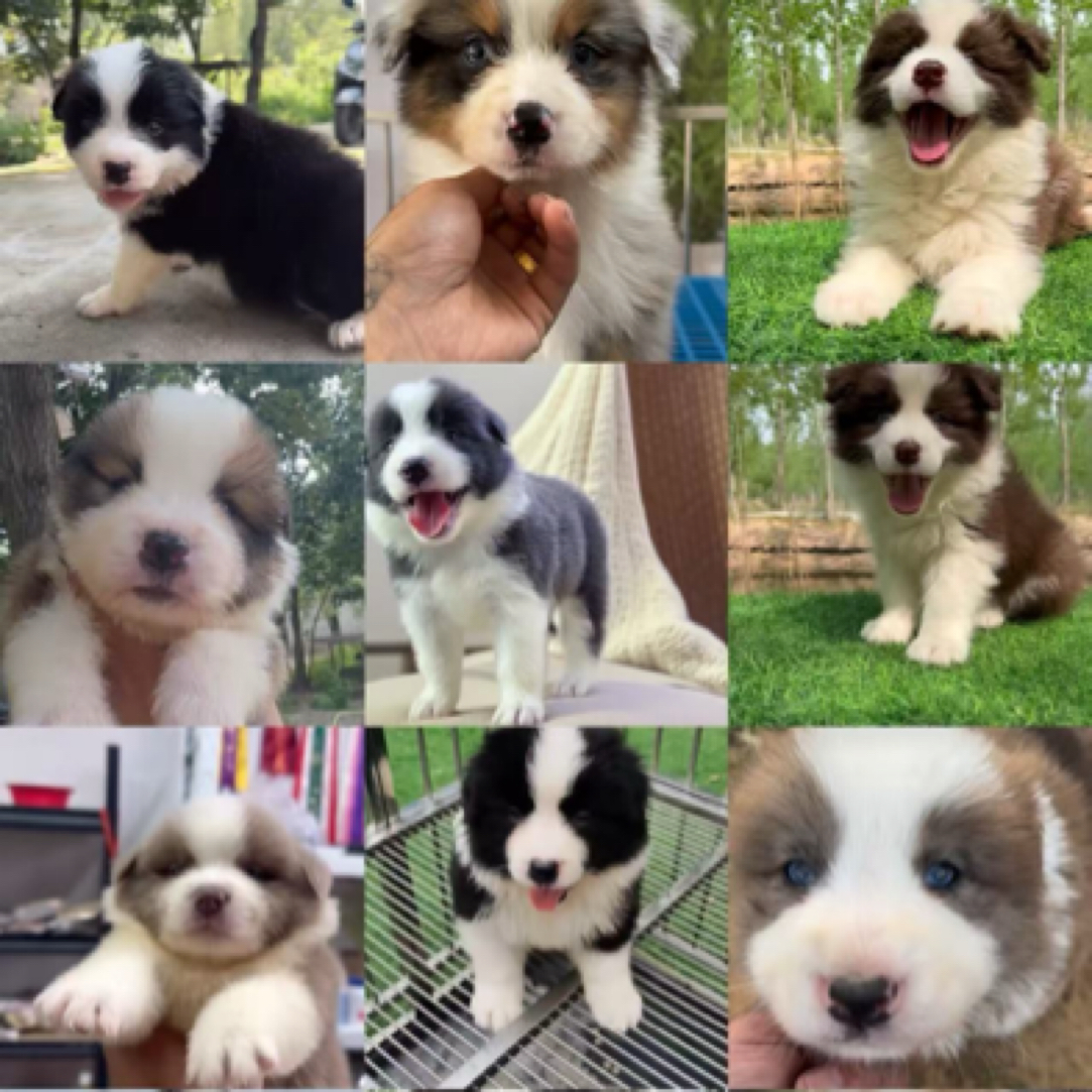 「沐隆犬舍」边牧活体通用链接