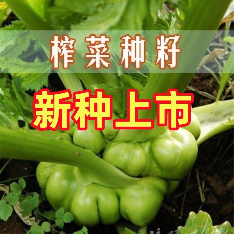 爆款榨菜种子正宗四川大头菜榨菜头青菜头芥菜夏秋季蔬菜耐高温种