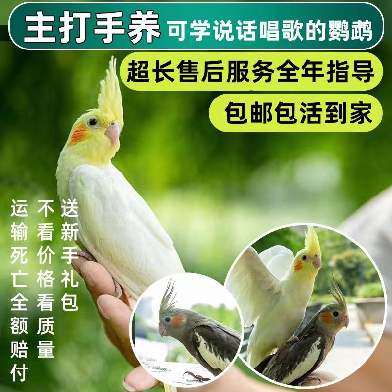 玄凤鹦鹉活体会学说话手养宠物黄化玄凤一对可繁殖鸟活物鹦鹉活鸟