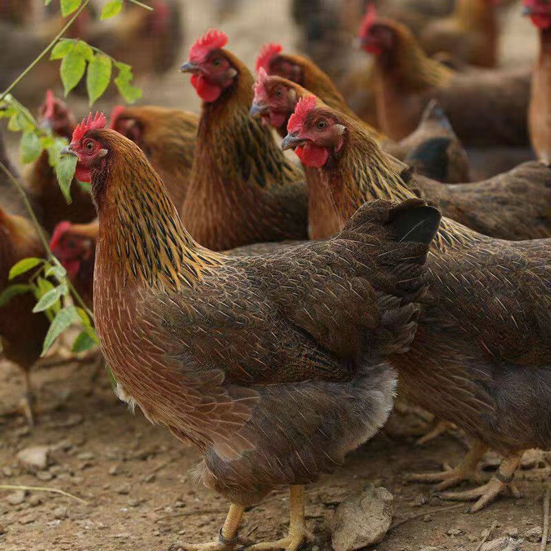 清远麻鸡公母可选一斤左右发8只散养鸡宠物鸡红瑶鸡【球球】