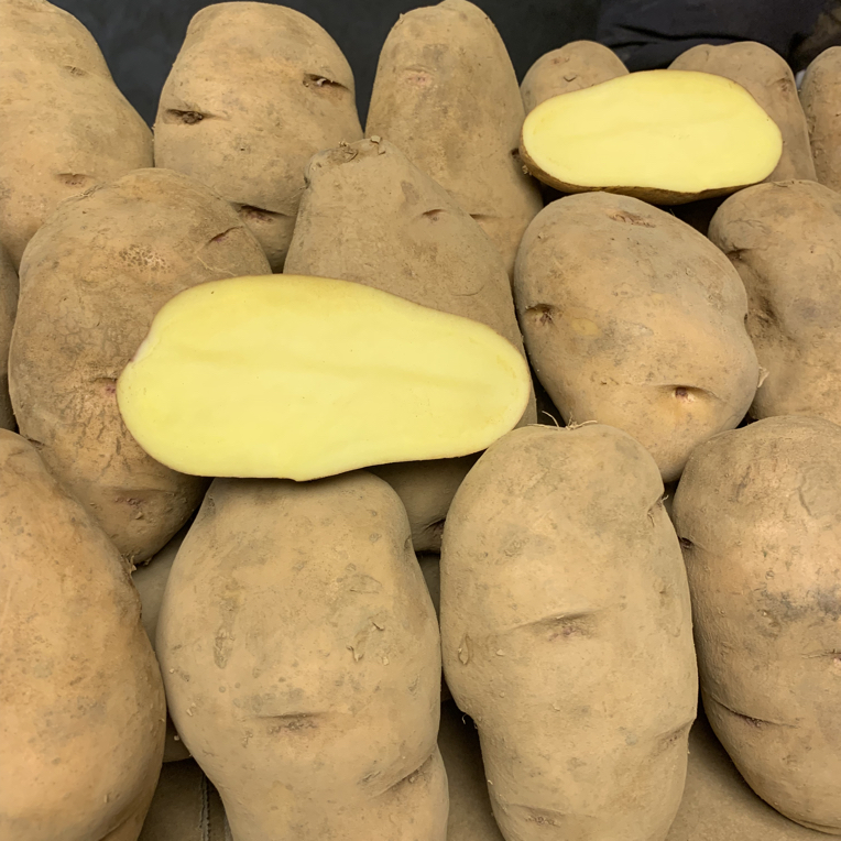 贵州威宁老品种黄皮黄心米拉洋芋新鲜黄心土豆正宗土豆农家自种