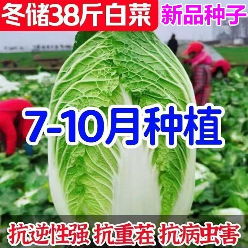 冬储38斤储不烂白菜种子东北高产特大北方耐寒耐储藏越冬大白菜种