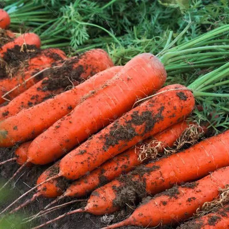 现挖现发农家传统种植的脆甜可口胡萝卜带箱5/9斤