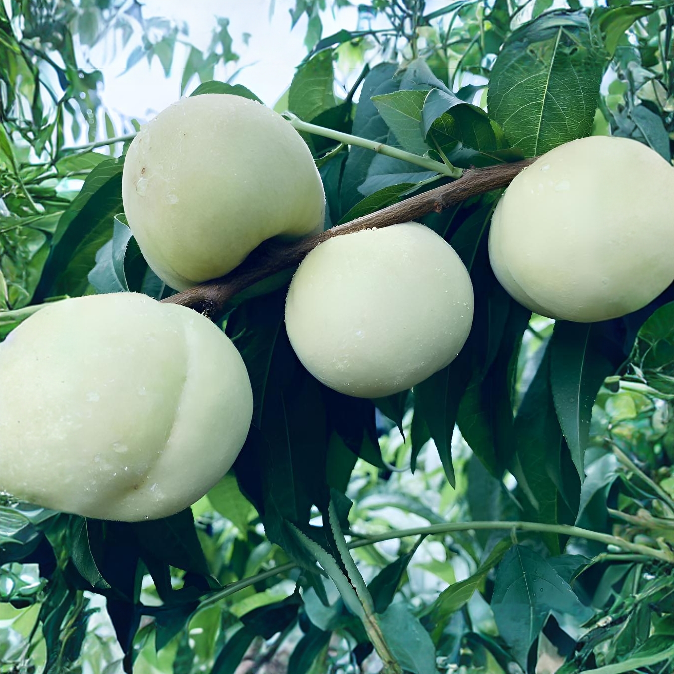 中桃白玉    免套袋5月底6月初成熟