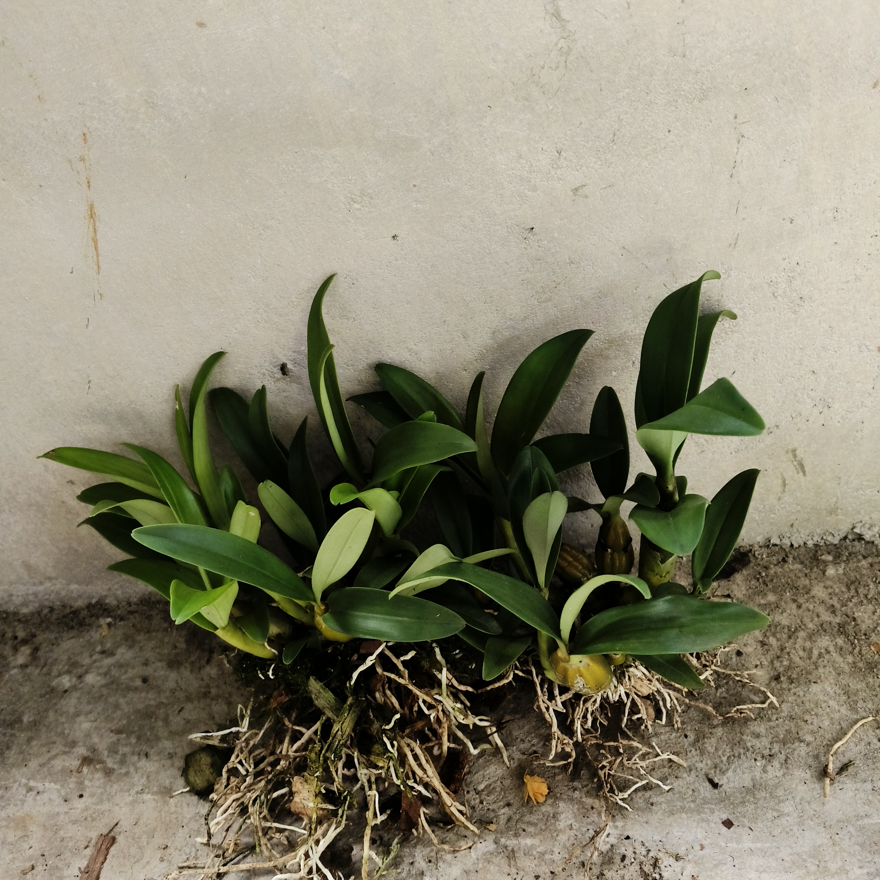 各类型石斛直播间一物一拍植物石斛兰石斛兰盆栽兰花盆栽绿植室内