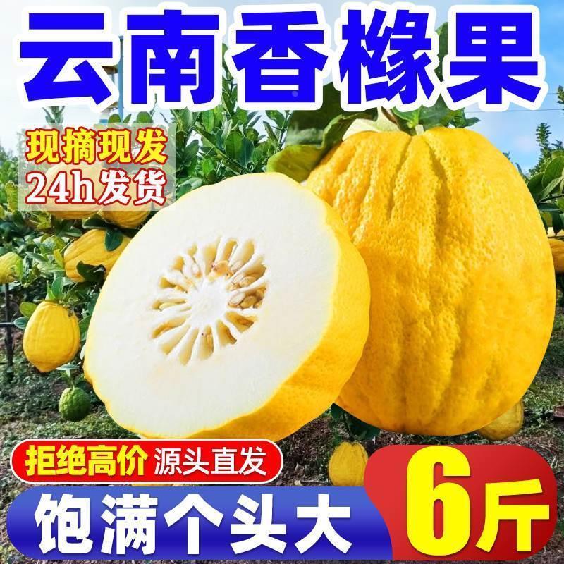 云南香橼果2024现摘新鲜佛手柑特大高山香缘应季水果农家种香云果