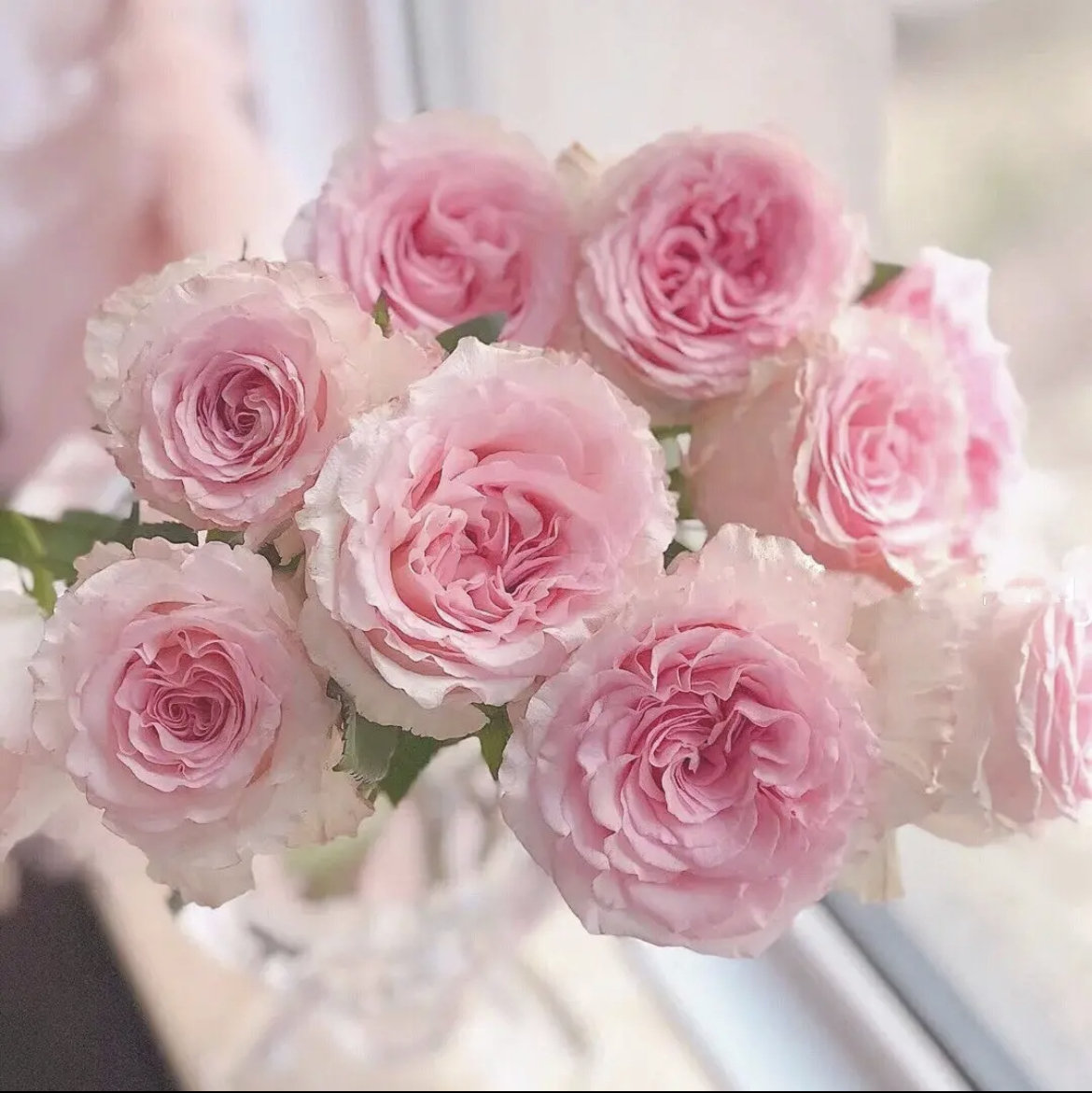 【AB级-洛神20支】鲜花任意满2单发顺丰冷链或德邦空运 云南鲜花