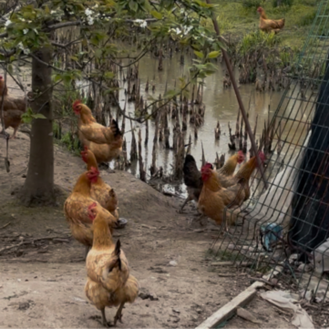 崇明岛散养新母鸡散养土鸡3斤装活杀净膛土鸡红毛鸡活鸡