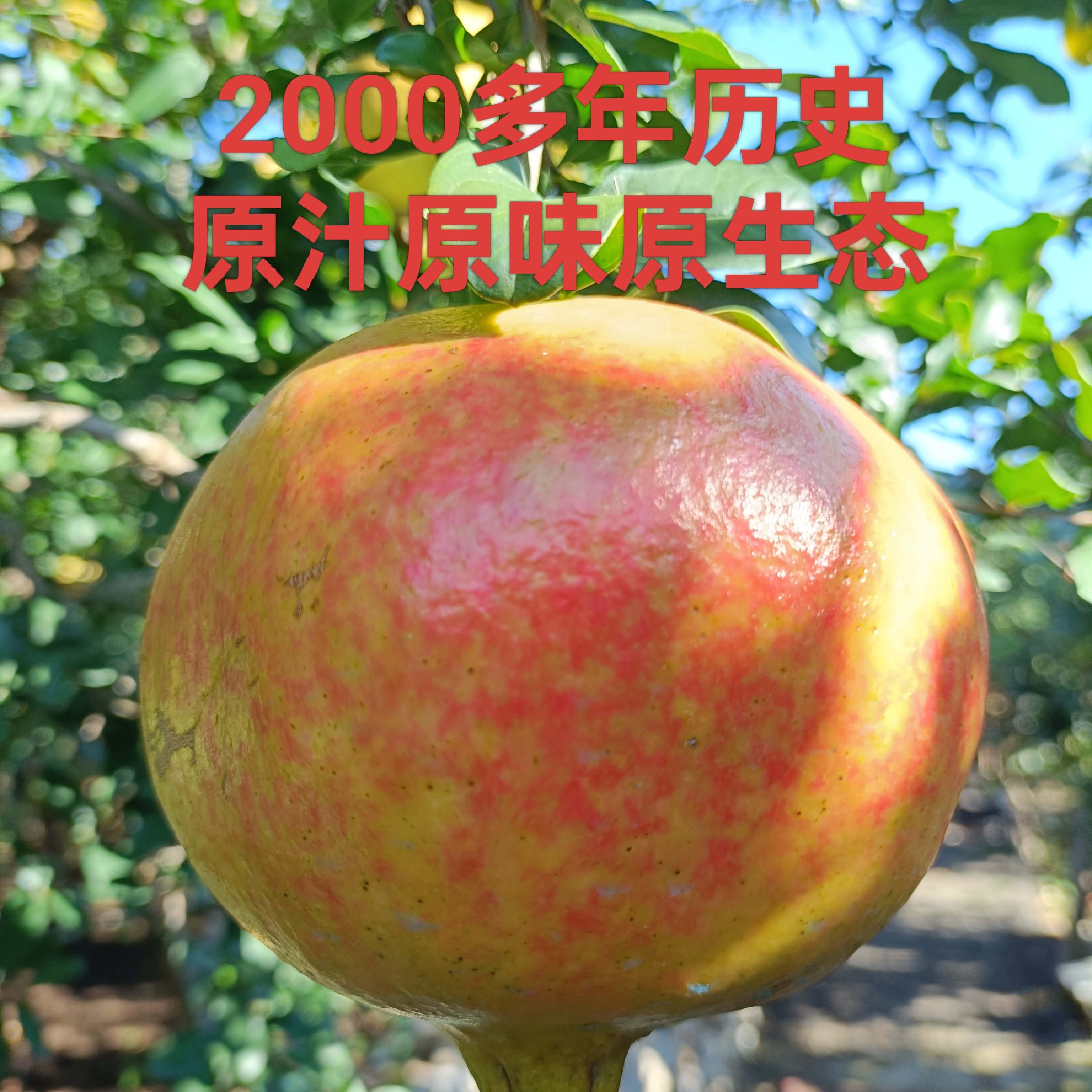 山东枣庄万亩榴园大青皮石榴新鲜采摘爆汁当季水果