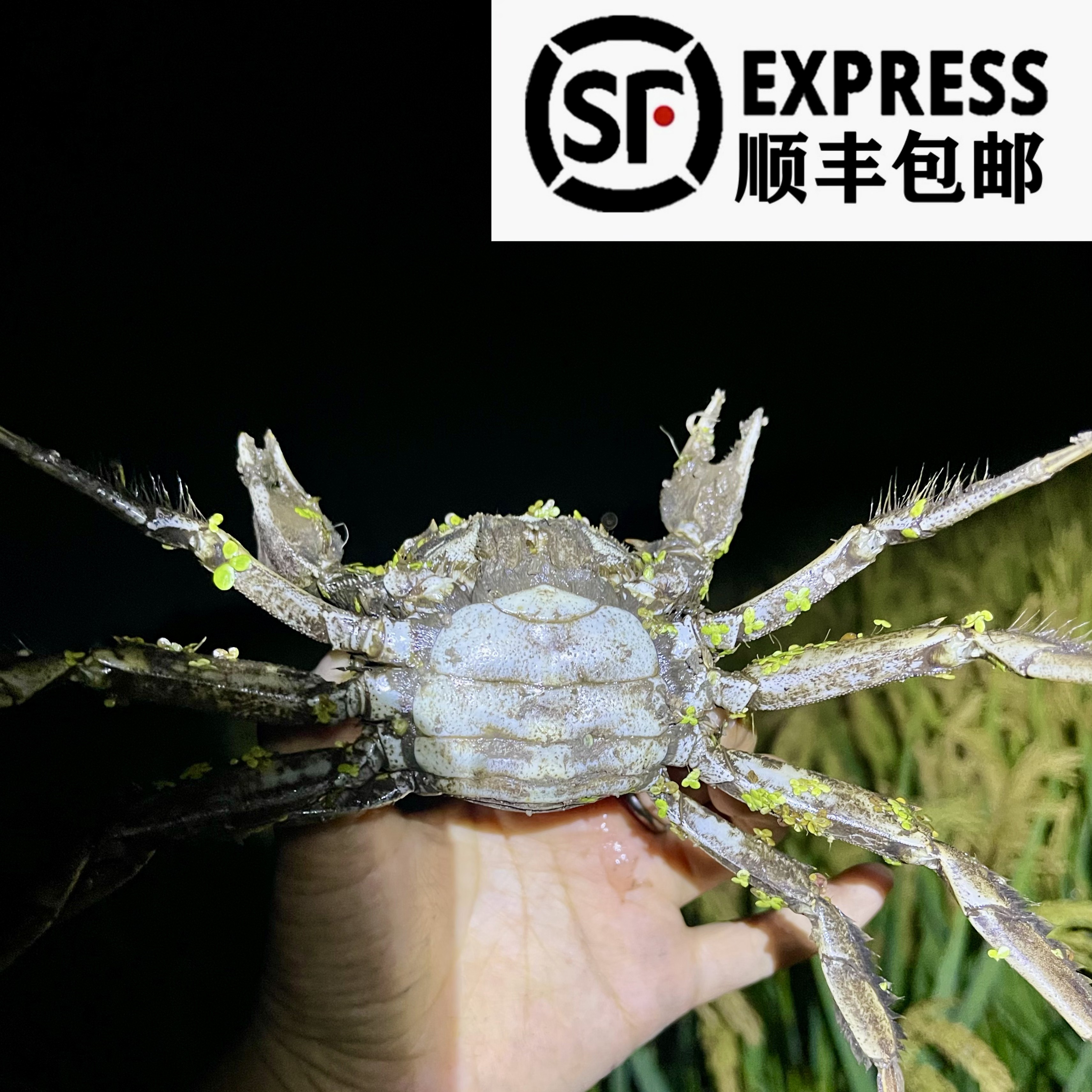 辽宁省外盘锦河蟹母蟹0.9-1.2两3斤装28-30只）顺丰包邮 稻田蟹