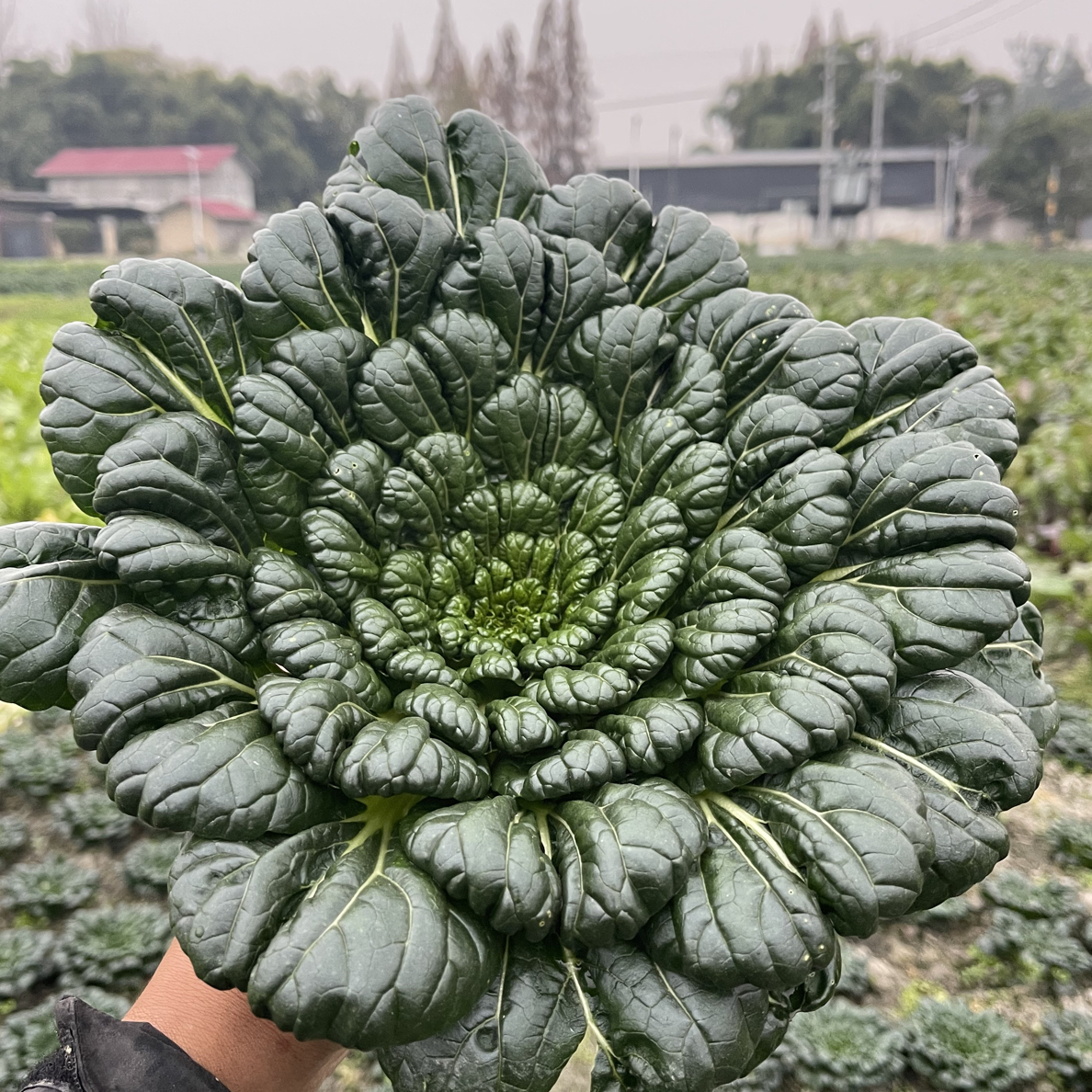 【乌塌菜】生态种植【农场自产】4斤