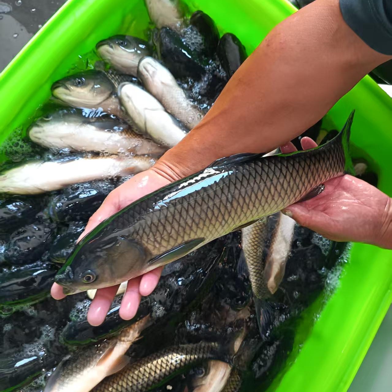 开化本地青水鱼淡水食用观赏鱼耐活易养殖
