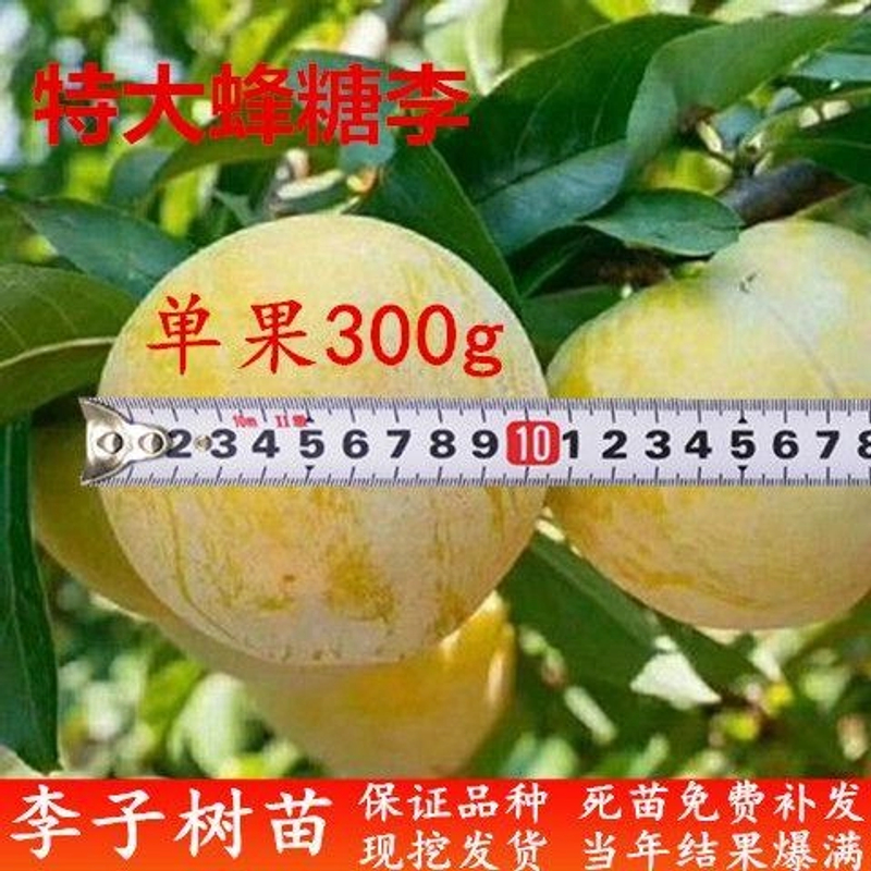 新品种特大蜂糖李子苗无核脱骨李子树苗抗寒南方北方种植苗果树苗