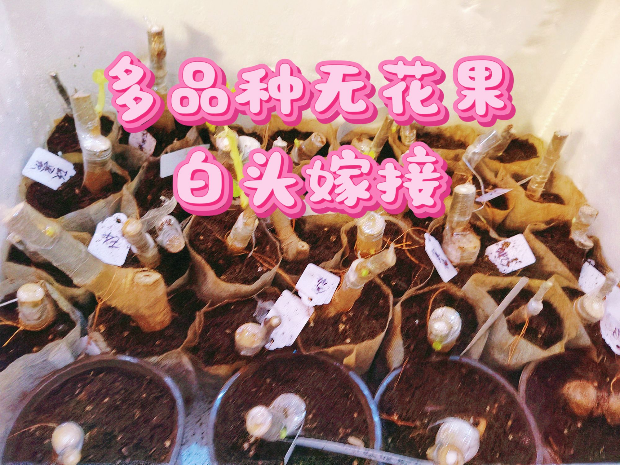 多品种无花果裸根嫁接