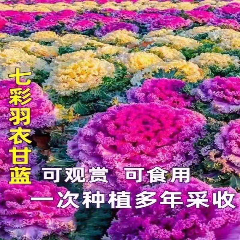 *混色羽衣甘蓝四季种秋季阳台庭院室内盆栽