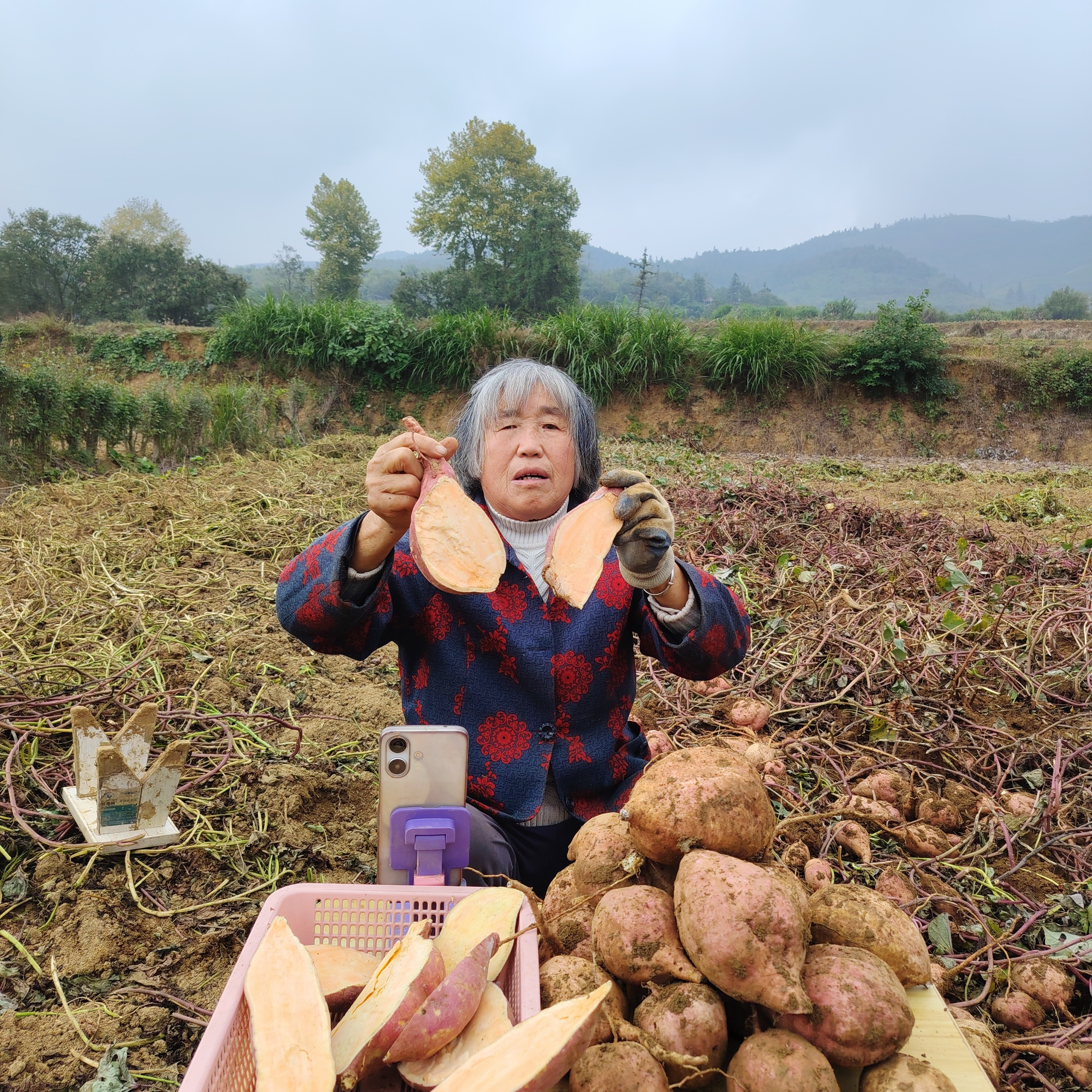 江西双新高山红薯  产地直发  江西武宁县鲁溪镇双新村柯茶花种植