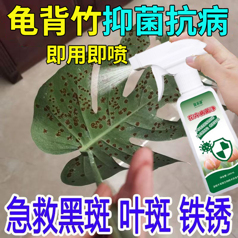 龟背竹叶斑病专用营养液黑色斑点铁锈炭疽病抑菌花卉病菌净免稀释