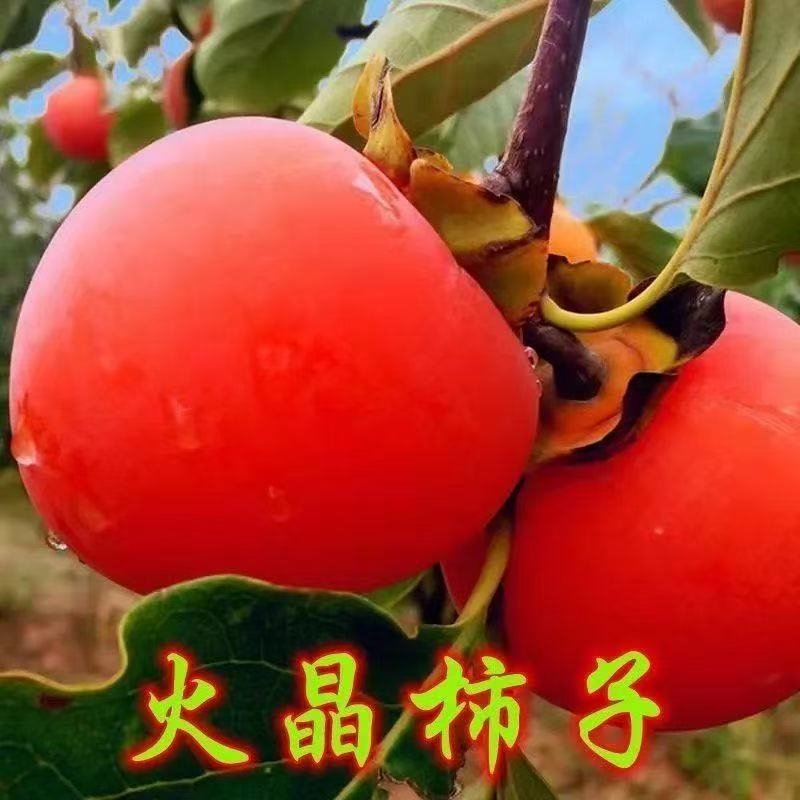 嫁接火晶柿子果树苗南北方庭院种植柿子树苗地栽盆栽火晶柿子树苗