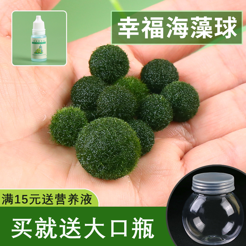 marimo海藻球宠物桌面水生绿藻球生态瓶微景观室内植物摆件马里莫