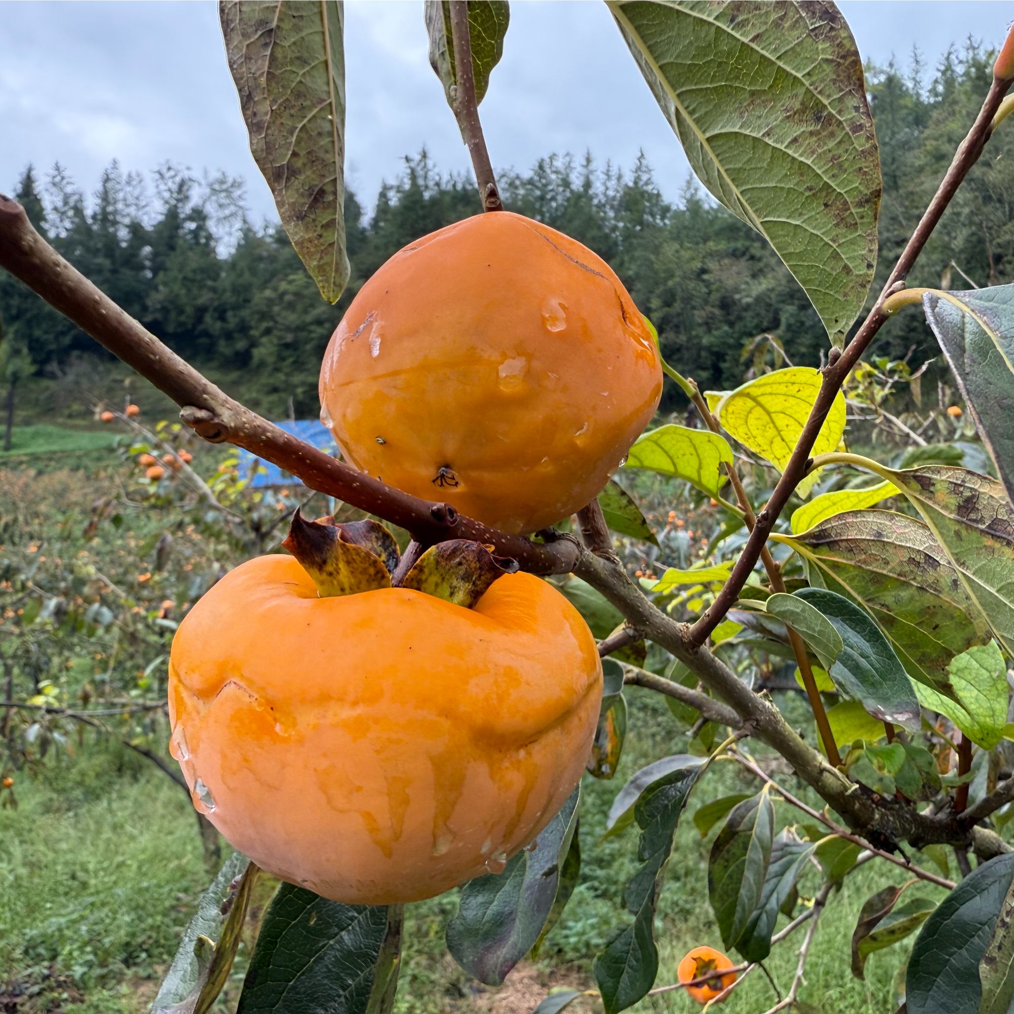 脆甜不涩果园现摘硬柿子新鲜应季水果