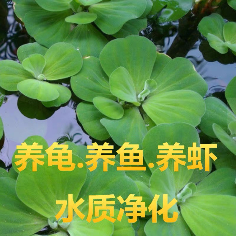 水培植物水草水芙蓉养鱼养龟景观躲避水生一叶莲浮萍净化水质鱼虾