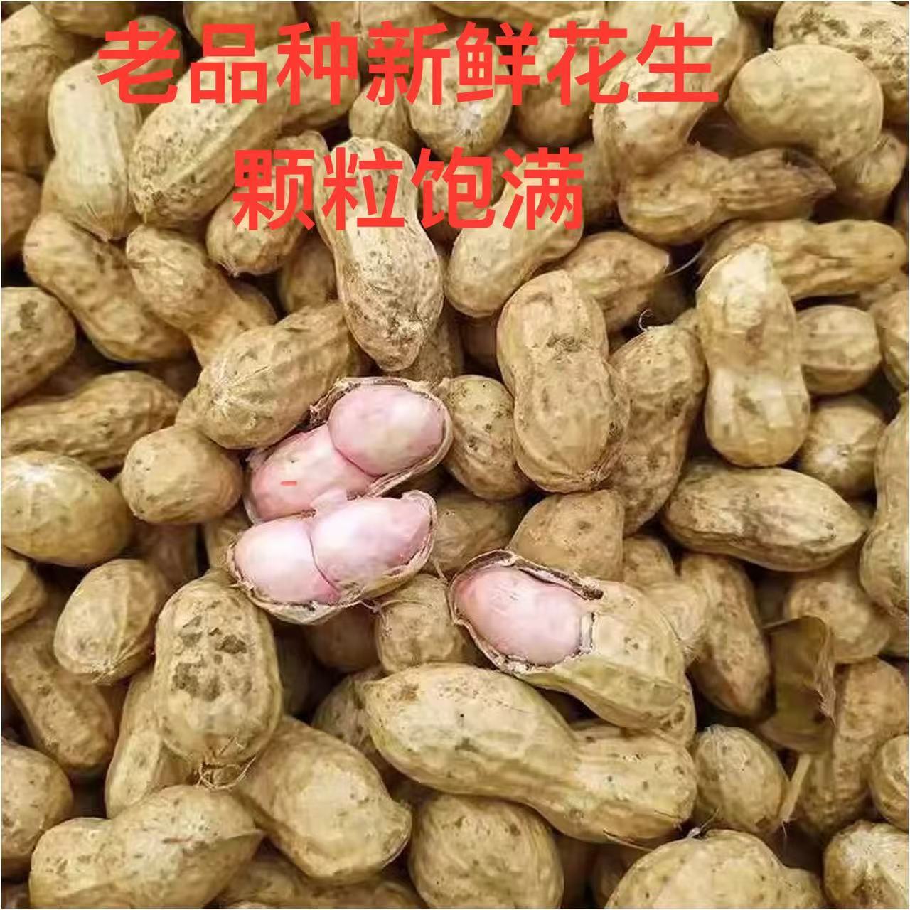 新鲜现挖2025年老品种秋季新鲜花生农家现挖新鲜湿花生