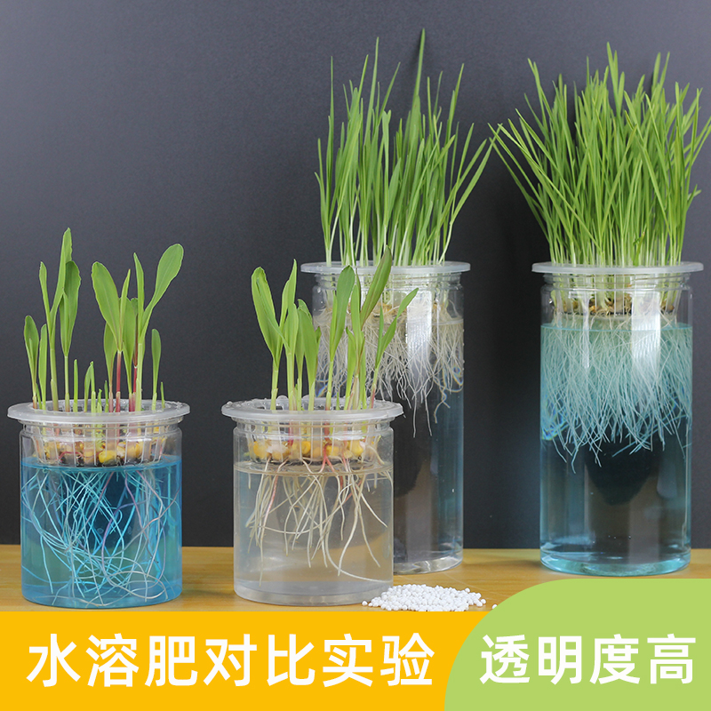 小麦水稻玉米水溶肥料营养液发芽实验专用器皿塑料透明对比观察盒