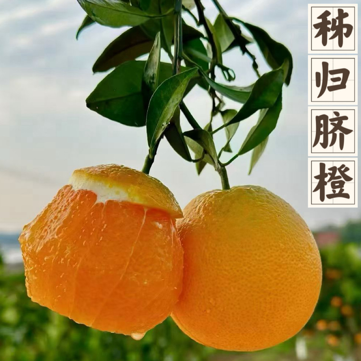 九月红果冻橙新鲜脐橙秭归产地现摘现发香甜多汁无籽无渣橙味十足