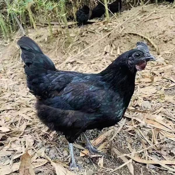 纯种五黑鸡 散养笼养半大 活体 包邮五黑一绿鸡 绿壳蛋