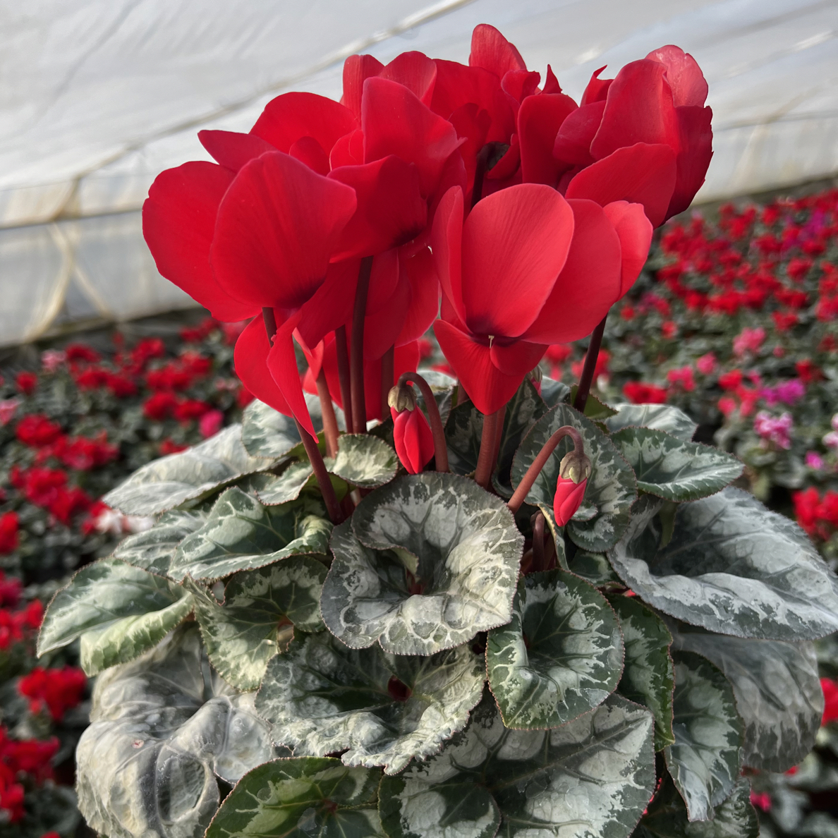 精品F1代大花仙客来140盆  高端年宵花花  基地直发