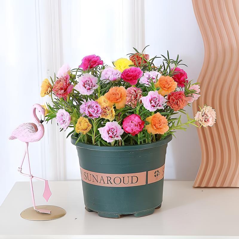 重瓣太阳花苗带根盆栽苗混色喜光植物带花苞室内阳台庭院四季开花