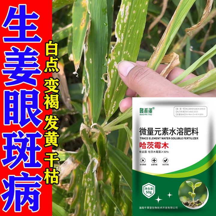 生姜眼斑病专用肥料黄叶卷叶死苗烂根姜瘟姜腐病生姜大姜叶面肥