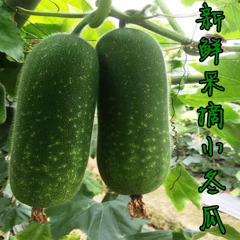 现摘当季广西新鲜小冬瓜清甜脆嫩毛节瓜时令蔬菜农家自种小节瓜
