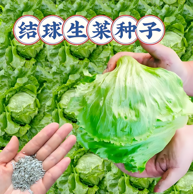 【结球生菜种子】四季播种蔬菜种子阳台盆栽地栽小院