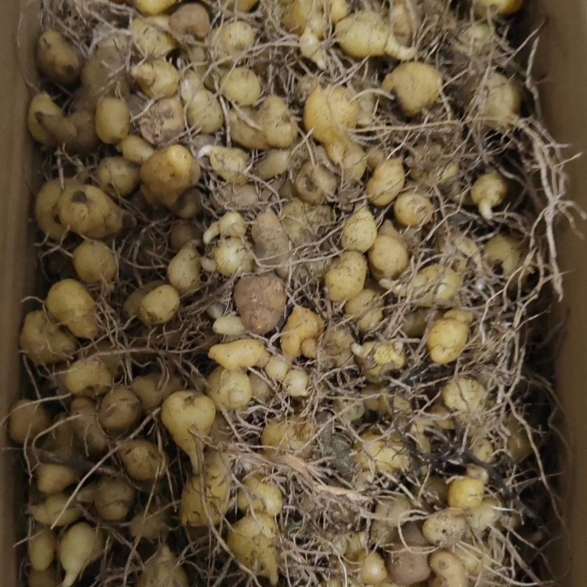 四川姜型多花黄精正品高杆种苗正宗良种鸡头块茎老虎红花