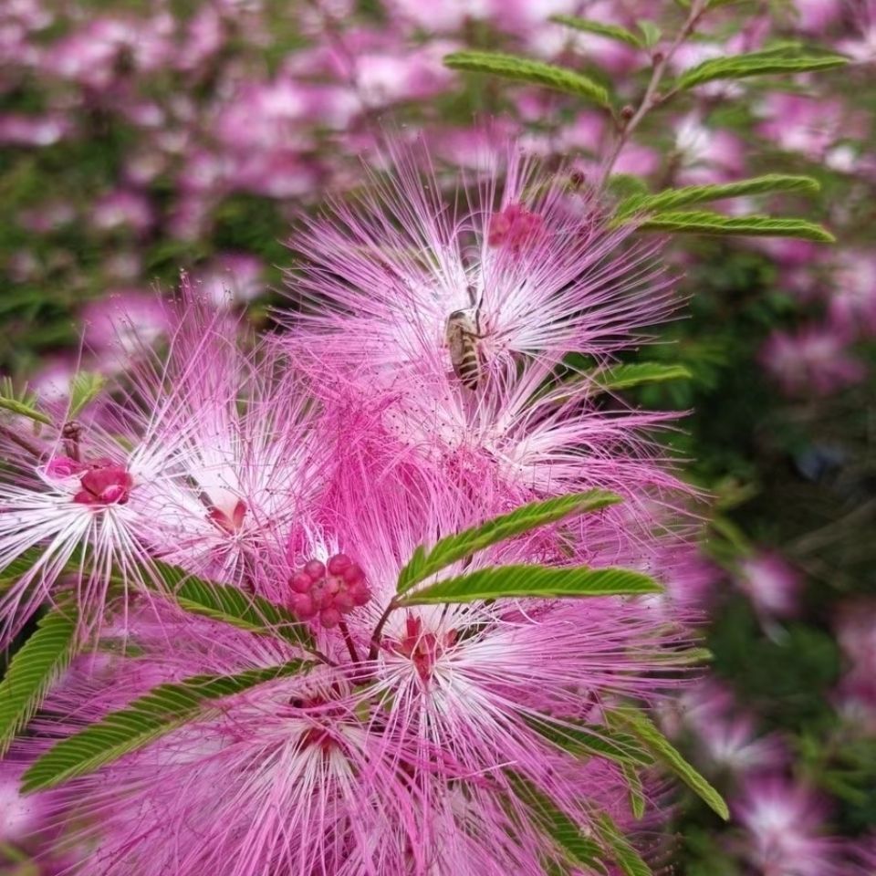 带花苞日本姬合欢盆景包邮室内小盆栽微盆素材办公桌阳台庭院绿植