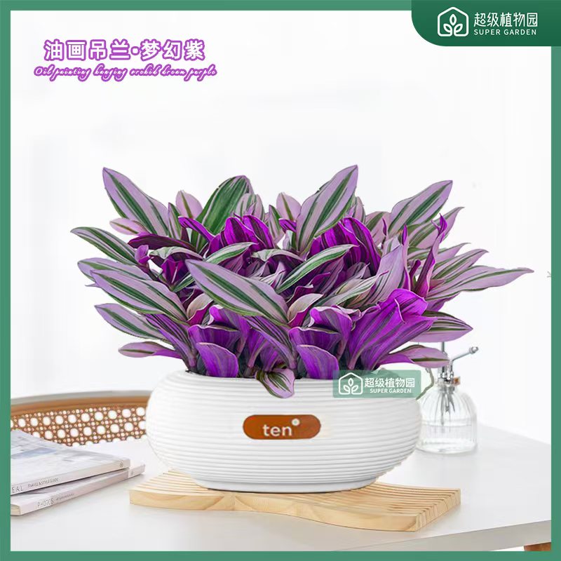 油画吊兰带盆发货婚礼吊兰多肉花卉室内阳台绿植盆栽水培垂吊植物