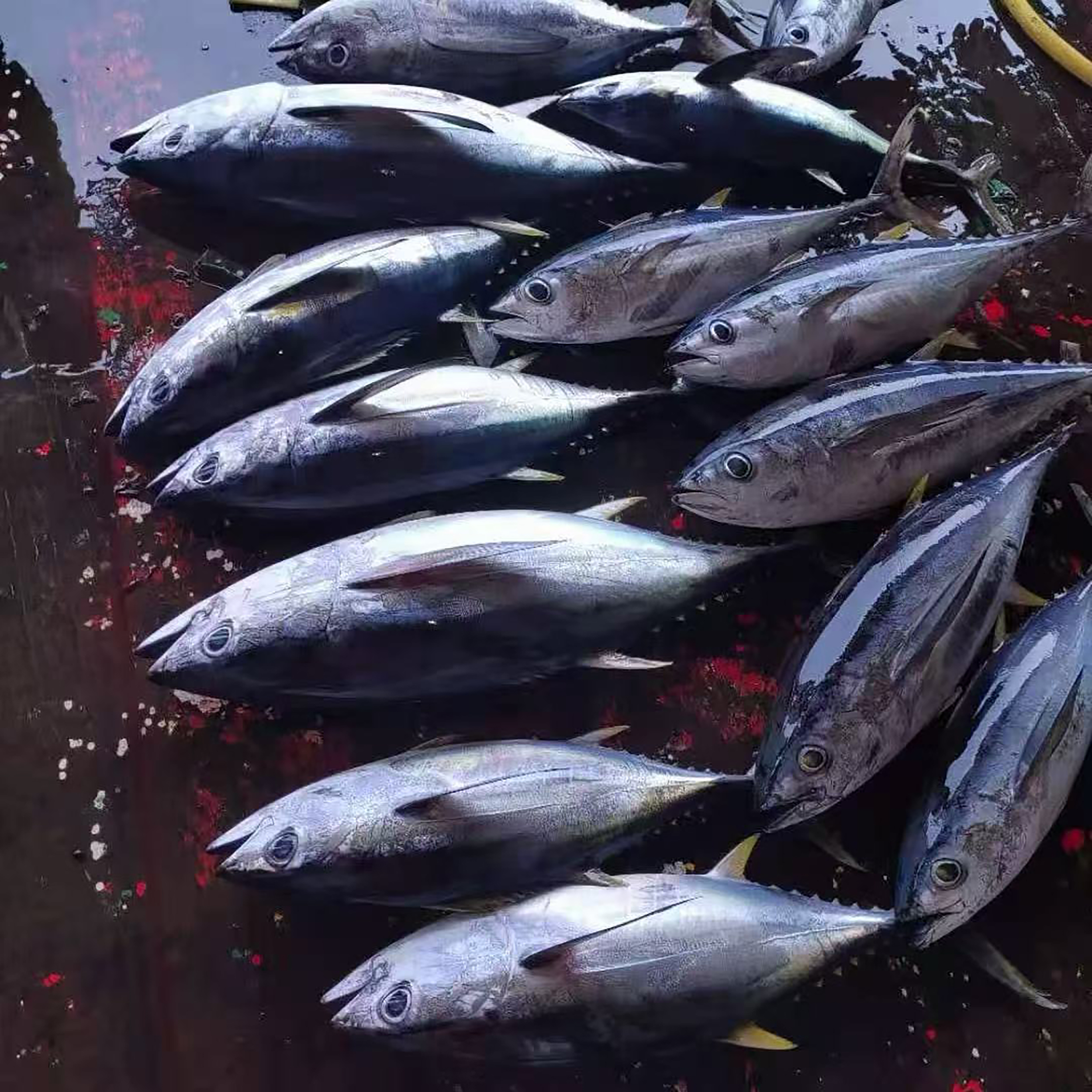 【湛江直发】海捕黄鳍金枪鱼 多规格  适合刺身 香煎 可做吞拿鱼