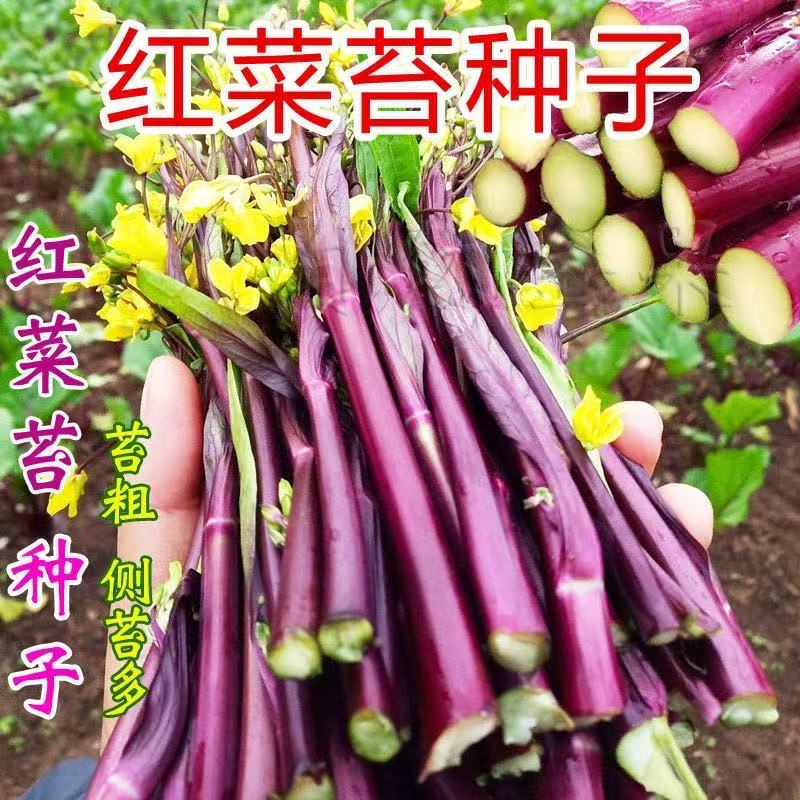 【ZS红菜苔种子】厂家正品早熟春季蔬莱孑广东菜心籽
