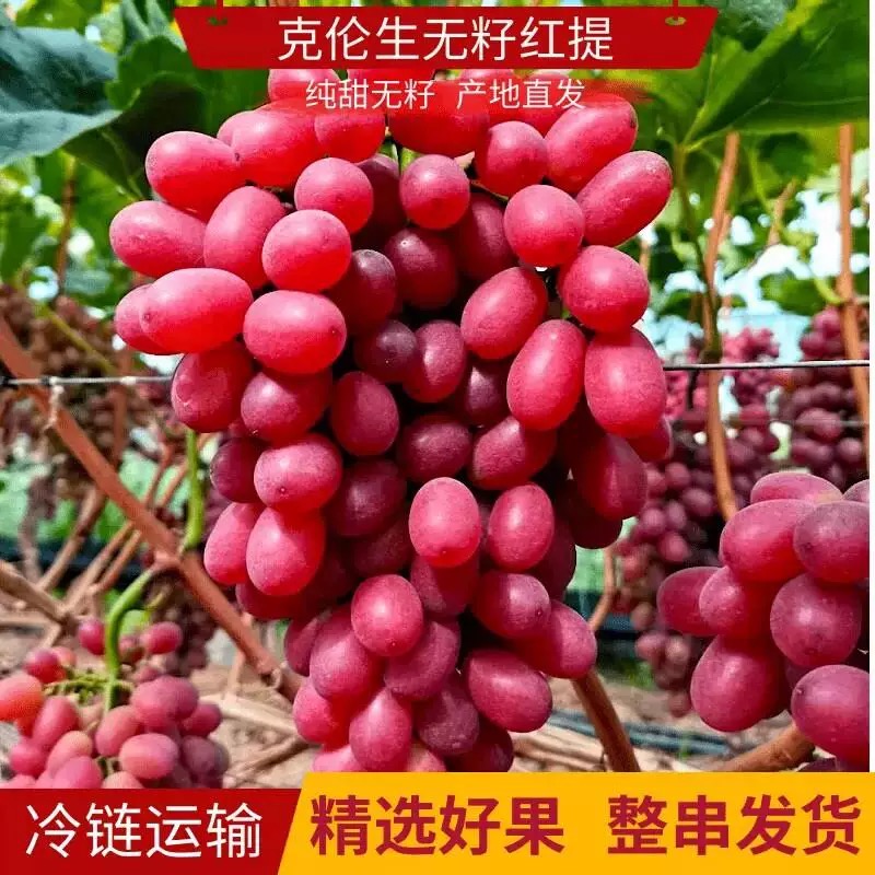 【W顺丰/中通冷链】四川大凉山克伦生葡萄现摘现发无酸无籽红提