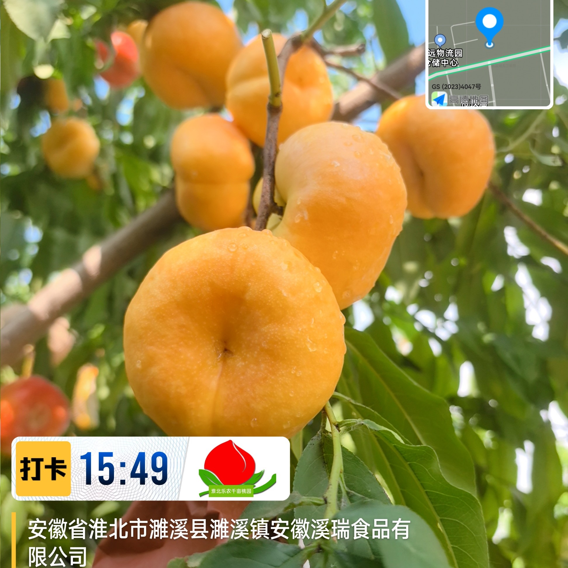 乐农金阳油蟠桃苗-金阳油蟠6月3日成熟纯黄不反色不裂果花开半夏