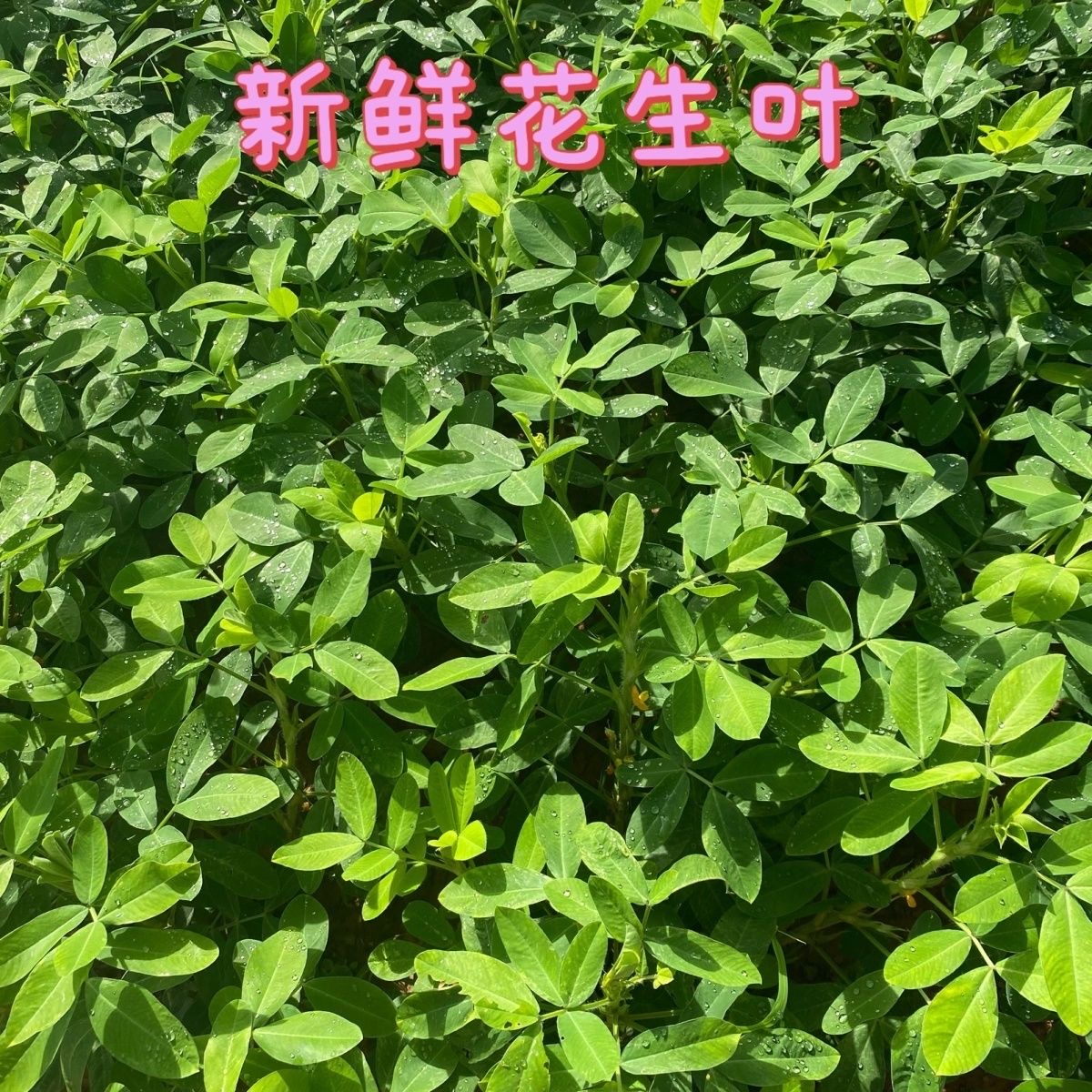 【生鲜冷链】农家妈妈现摘现发250g新鲜花生叶嫩叶花生秧落花生枝叶