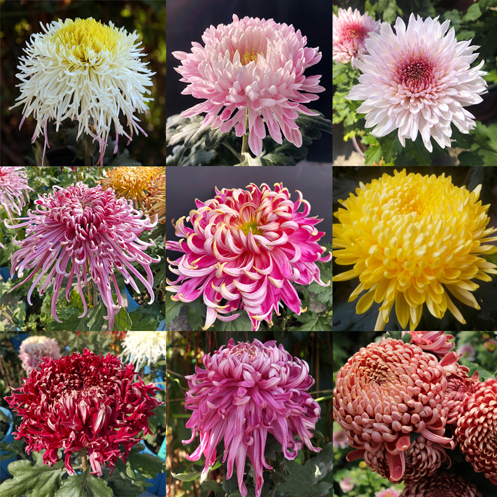 大菊花苗盆栽花卉九月菊乒乓菊多年生好养绿植四季开花室内外种植