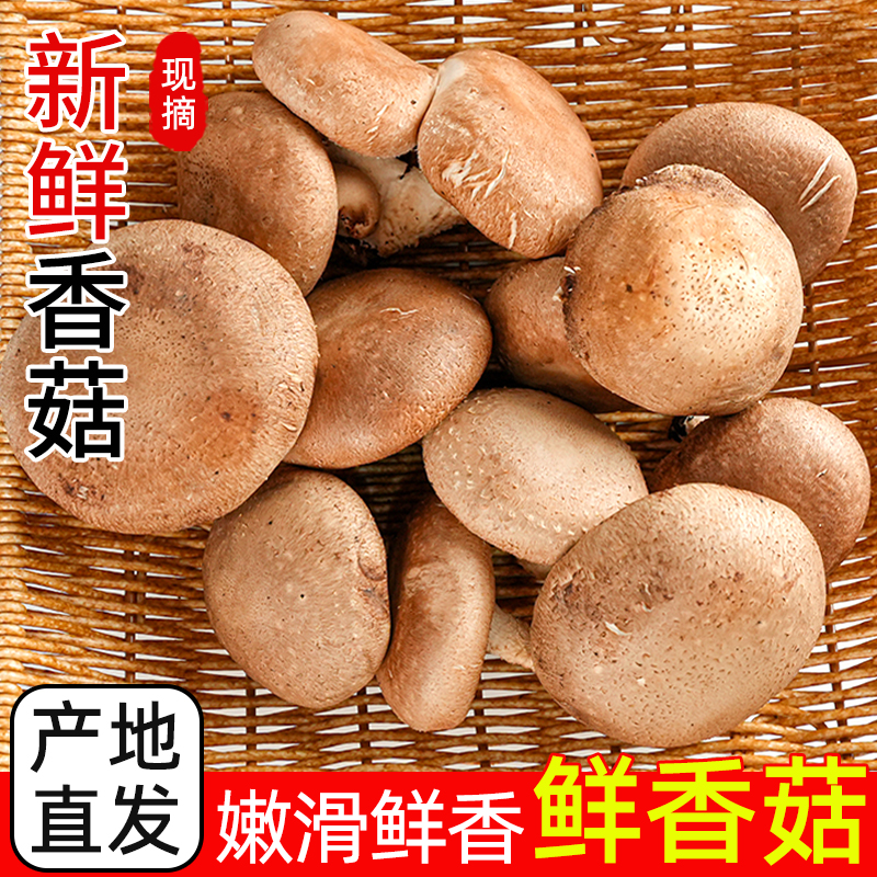新鲜香菇当季现摘蘑菇肉厚味美家用火锅煲汤东北农家菌菇产地直发