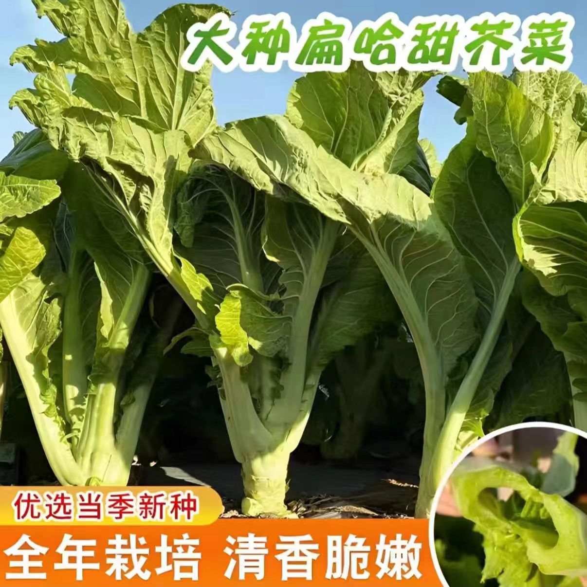 【大叶甜芥菜种子】家庭阳台小院四季种植盆栽地栽易种易活
