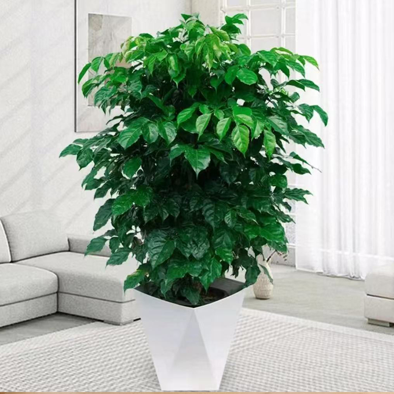 70-80cm丛生幸福树观叶绿植室内绿植 四季常青