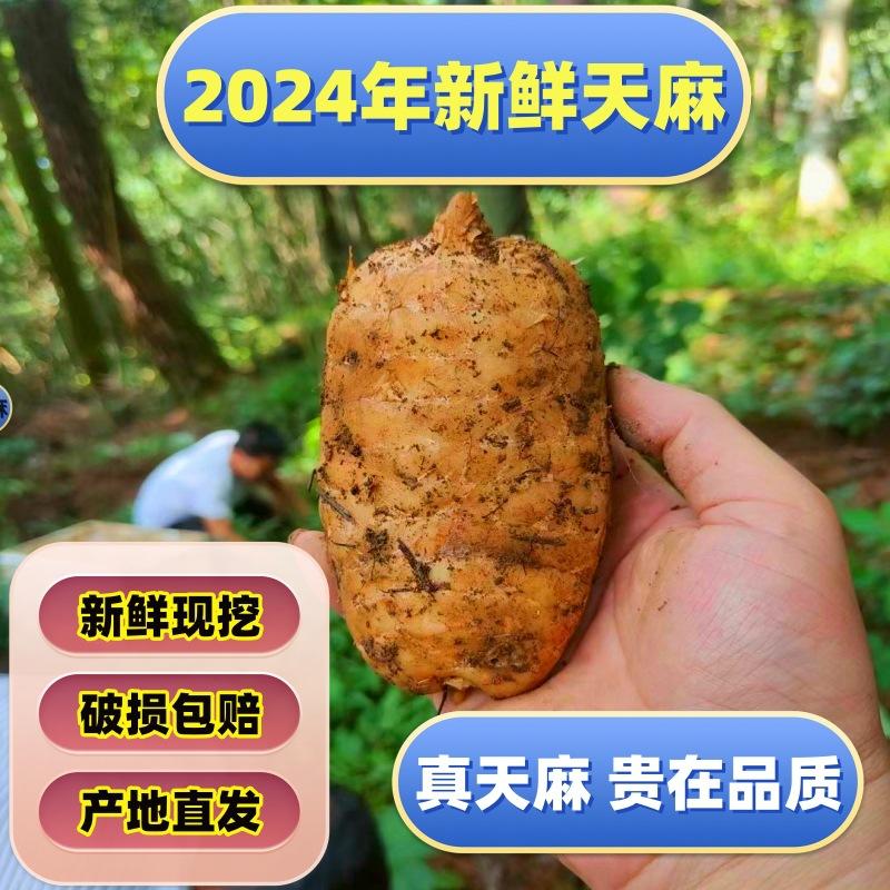 云南昭通新鲜天麻批发现挖现卖仿野生乌天麻云南昭通小草坝鲜天麻