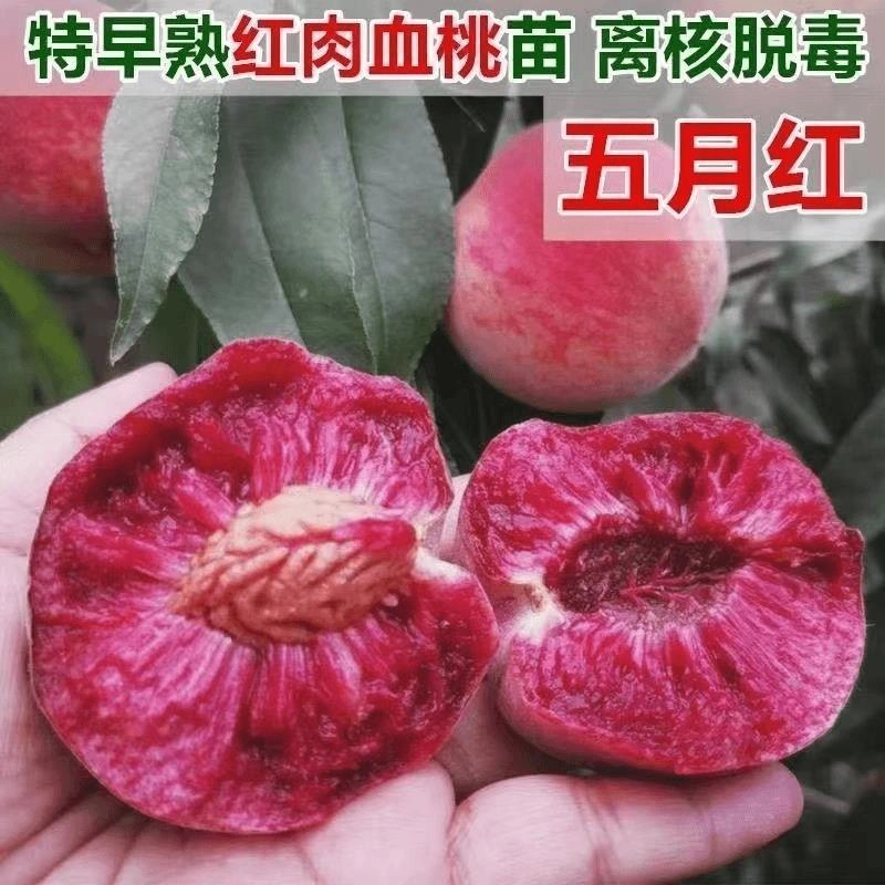特早熟桃树苗红肉五月红血桃苗脆甜大果南方北方种植地栽盆栽地栽